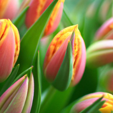 tulip Tulipa, bulbous herbs in the lily family Liliaceae. Tulips, garden flowers, cultivars and varieties have been developed. Flowers delicate pink yellow. Beautiful buds. Landscaping, flowerbed.