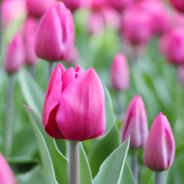 tulip Tulipa, bulbous herbs in the lily family Liliaceae. Tulips, garden flowers, cultivars and varieties have been developed. Flowers delicate pink purple. Beautiful buds. Landscaping, flowerbed.