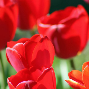 tulip Tulipa bulbous herbs in lily family Liliaceae. Tulips, garden flowers, cultivars and varieties. Flowers delicate bright reddish red color. Beautiful buds. Landscaping. Variety Darwin hybrids.