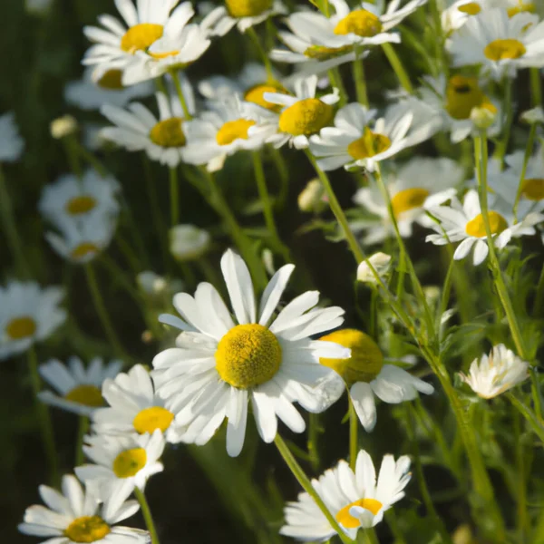 White Daisies flowers. Postcard or label design. Yellow flower earring. Aroma of chamomile pharmacy. Large blooming inflorescences on a green background. Meadow. Yellow disk and white rays. Matricaria