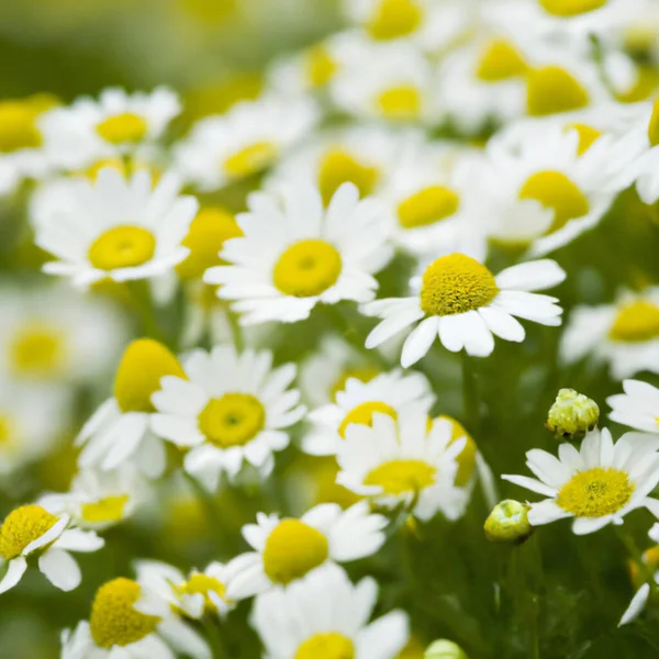 White Daisies flowers. Postcard or label design. Yellow flower earring. Aroma of chamomile pharmacy. Large blooming inflorescences on a green background. Meadow. Yellow disk and white rays. Matricaria