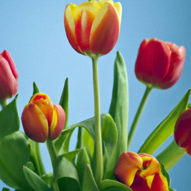 tulip Tulipa, bulbous herbs in the lily family Liliaceae. Tulips, garden flowers, cultivars and varieties have been developed. Flowers delicate pink yellow. Beautiful buds. Landscaping, flowerbed