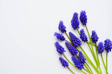 Blue spring flowers on a white background. Muscari armeniacum on a white background. Bright postcard, congratulations. Copy space still life flat lay. Armenian grape hyacinth