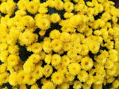 Bir bukette sarı renkli kasımpatılar. Yakın plan. Düğün ya da doğum günü için tebrik kartı. Asteraceae ya da Dendranthema ailesinden sonbahar çiçekleri. Çiçek dokusu. Çiçek duvarı.