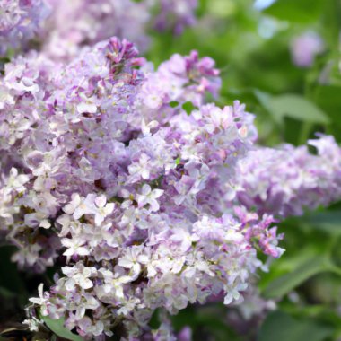 Purple lilac flowers as background. Lilac Syringa is a genus of shrubs belonging to the olive family Oleaceae. Blooming garden. Smell and aroma of lilac. Picture for the label. The coming of spring.