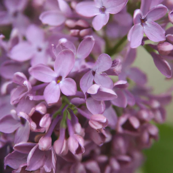 Purple lilac flowers as background. Lilac Syringa is a genus of shrubs belonging to the olive family Oleaceae. Blooming garden. Smell and aroma of lilac. Picture for the label. The coming of spring.