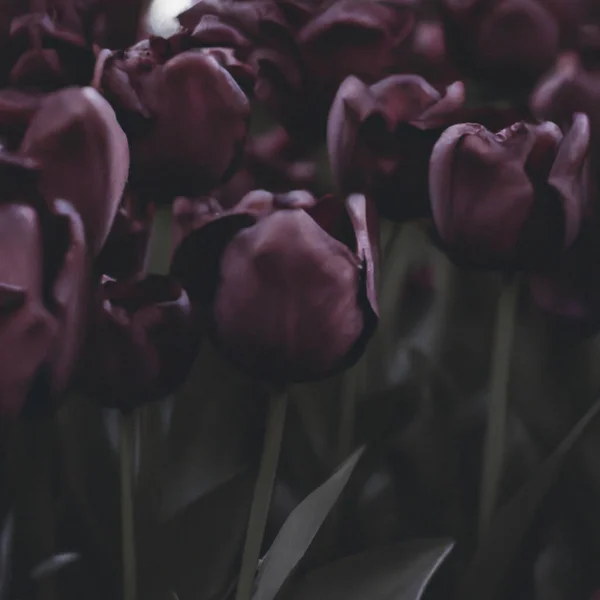 Svarte Tulipaner Paul Scherer Tulipanknopper Utvelgelse Tulipanmani Botanikk Blomsterdyrking Hagebruk – stockfoto