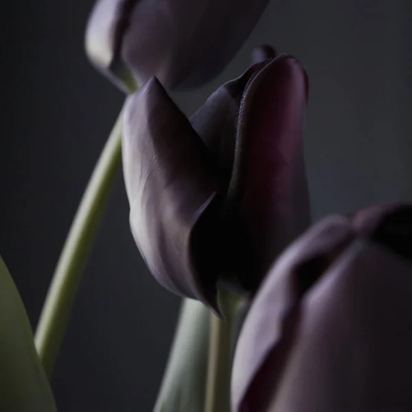 Des Tulipes Noires Paul Scherer Bourgeons Tulipes Sélection Manie Des — Photo