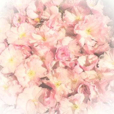 Pembe çiçekler kirazlı sakura arka plan. Çiçek duvarı. Yumuşak seçici odaklanma. Tatil kartpostalı. Pembe taç yaprakları ve sarı mamalar. Güzel arka plan. Beyaz vignette. Bulanık sanat. Bahar kiraz çiçeği.