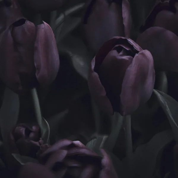 Zwarte Tulpen Paul Scherer Tulpenknoppen Selectie Tulpenmanie Botanie Sierteelt Tuinbouw — Stockfoto