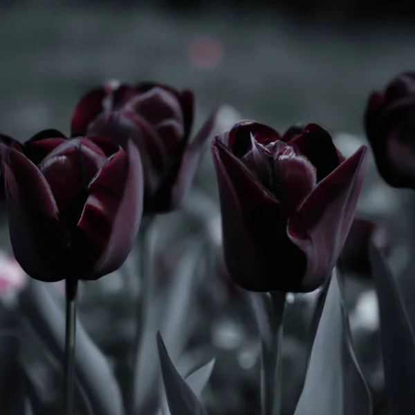 Černé Tulipány Paula Scherera Tulipány Výběr Tulipánová Mánie Botanika Květinářství — Stock fotografie