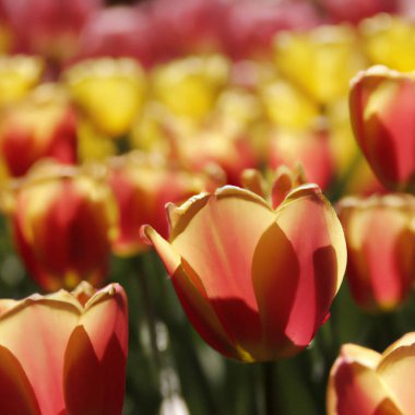 Lale Tulipa, zambak familyasından soğanlı otlar. Laleler, bahçe çiçekleri, tarlalar ve çeşitleri geliştirildi. Çiçekler narin kırmızı sarı. Güzel tomurcuklar. Bahçe düzenleme, çiçek tarlası.