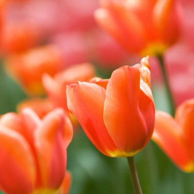 tulip Tulipa bulbous herbs in lily family Liliaceae. Tulips, garden flowers, cultivars and varieties. Flowers delicate bright reddish red color. Beautiful buds. Landscaping. Variety Darwin hybrids
