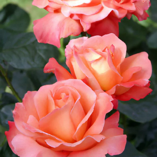 Saftige Rotrosa Rosen Nahaufnahme Rose Ist Eine Sorte Der Wildrose — Stockfoto