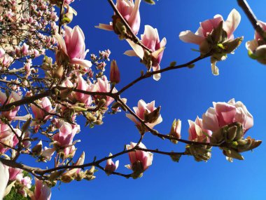 Güzel açan pembe çiçekler ve yapraksız dallarda manolya tomurcukları. Mavi gökyüzü ve güneş ışığı. Düğün davetiyesi ya da 8 Mart tebrik kartı. Baharın başlangıcı. Narin beyaz yapraklar..