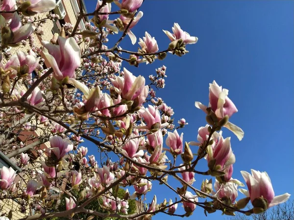 Hermosas Flores Rosadas Florecientes Brotes Magnolia Ramas Sin Hojas Cielo —  Fotos de Stock