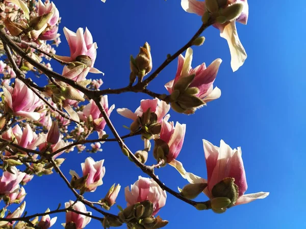 Beautiful Blossoming Pink Flowers Magnolia Buds Branches Leaves Blue Sky — Stock Photo, Image