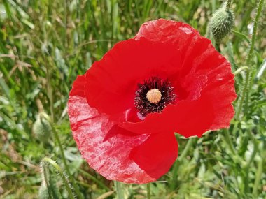 Güzel kırmızı haşhaş yakın plan. Bahar ya da yaz çiçekleri. Parlak renkli, erkek organlı. Yapraklar güneşte parıldıyor.