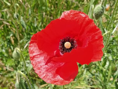 Güzel kırmızı haşhaş yakın plan. Bahar ya da yaz çiçekleri. Parlak renkli, erkek organlı. Yapraklar güneşte parıldıyor.