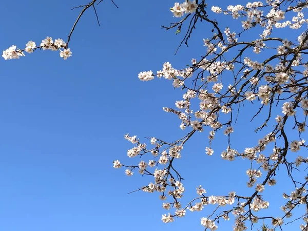 Нежные Белые Цветы Яблони Весенний Сад Полный Пышных Белых Цветов — стоковое фото