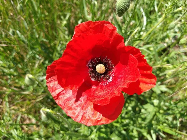 Beautiful Red Poppy Close Spring Summer Flower Bright Color Stamens — Stock Photo, Image