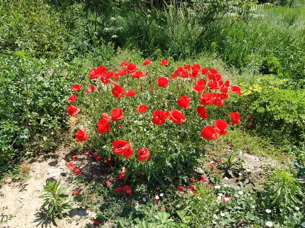 野生の赤いケシのブッシュ 美しい野の花 背景がぼやけている ケシ畑だ 太陽の下で繊細なケシの花びらが輝く — ストック写真