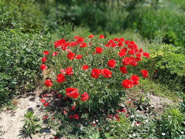 Bush Amapolas Rojas Salvajes Hermosas Flores Silvestres Fondo Borroso Campo — Foto de Stock