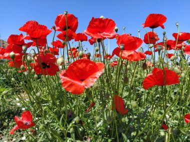 Sahada parlak kırmızı gelincikler açıyor. Vahşi, güzel çiçekler. Arka planda mavi gökyüzü. Yumuşak çiçek yaprakları güneşte parlar. Haşhaş tomurcukları çözülüyor. Bulanık bokeh