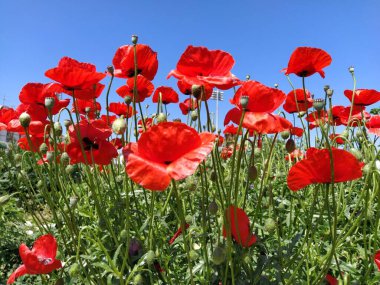 Sahada parlak kırmızı gelincikler açıyor. Vahşi, güzel çiçekler. Arka planda mavi gökyüzü. Yumuşak çiçek yaprakları güneşte parlar. Haşhaş tomurcukları çözülüyor. Bulanık bokeh