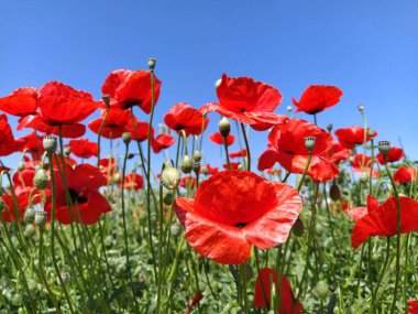 Sahada parlak kırmızı gelincikler açıyor. Vahşi, güzel çiçekler. Arka planda mavi gökyüzü. Yumuşak çiçek yaprakları güneşte parlar. Haşhaş tomurcukları çözülüyor. Bulanık bokeh