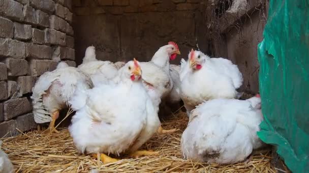 Hvite Høner Med Røde Kamskjell Landlig Hønsehus Kyllingproduksjon Fjørfeavl Landbruk – stockvideo