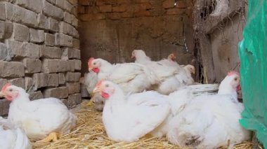 Kırsal bir kümeste kırmızı midyeli beyaz tavuklar. Tavuk üretimi, kümes hayvanları, tarım. Tavuklar ve horozlar samanlıkta oturur, yürür, başlarını ve kanatlarını sallarlar. Chalma, Srem, Sırbistan