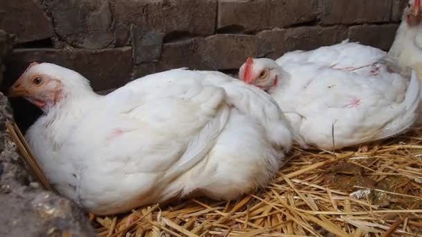 Vita Höns Med Röda Pilgrimsmusslor Lantlig Hönsgård Kycklingproduktion Fjäderfäuppfödning Jordbruk — Stockvideo