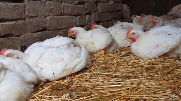 Galinhas Brancas Com Vieiras Vermelhas Galinheiro Rural Produção Frango Avicultura — Vídeo de Stock