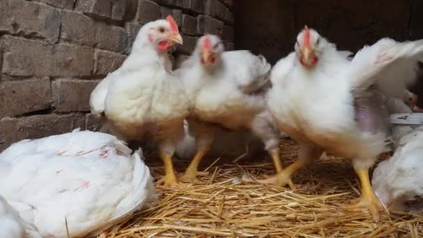 Gallinas Blancas Con Vieiras Rojas Gallinero Rural Producción Pollo Avicultura — Vídeo de stock