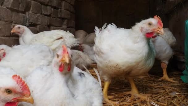 Galline Bianche Con Capesante Rosse Pollaio Produzione Pollo Avicoltura Agricoltura — Video Stock