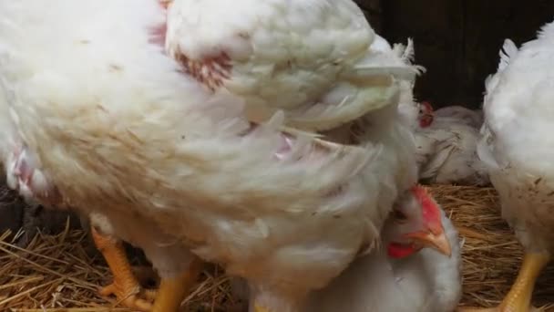 Λευκές Κότες Κόκκινα Χτένια Ένα Αγροτικό Κοτέτσι Εκτροφή Κοτόπουλων Πτηνοτροφία — Αρχείο Βίντεο