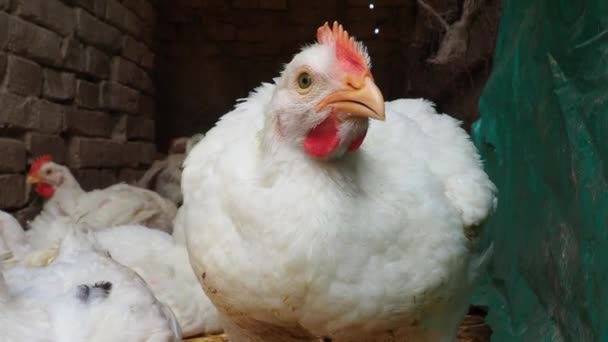 Λευκές Κότες Κόκκινα Χτένια Στο Κοτέτσι Εκτροφή Κοτόπουλων Πτηνοτροφία Γεωργία — Αρχείο Βίντεο