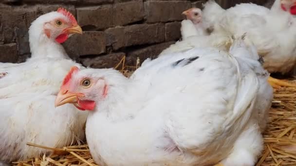 Λευκές Κότες Κόκκινα Χτένια Κοτέτσι Εκτροφή Κοτόπουλων Πτηνοτροφία Γεωργία Κότες — Αρχείο Βίντεο