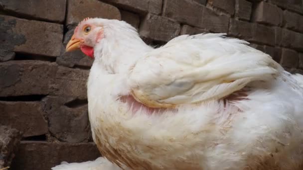 Weiße Hühner Mit Roten Jakobsmuscheln Einem Ländlichen Hühnerstall Hühnerproduktion Geflügelzucht — Stockvideo