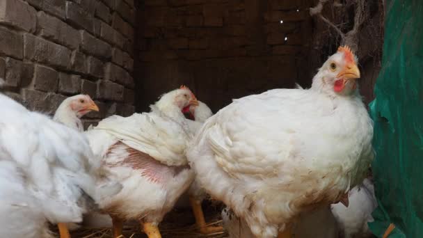 White Hens Red Scallops Rural Chicken Coop Chicken Production Poultry — Stock Video