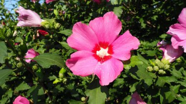 Hibiscus, Malvaceae familyasından bir bitki cinsidir. Anapa 'da bir dalda pembe amber çiçeği. Rosella bract Hibiscus Sabdariffa, hangi hibiscus içeceği hazırlanmıştır. Sudan gülü