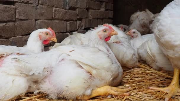 Λευκές Κότες Κόκκινα Χτένια Στο Αγροτικό Κοτέτσι Εκτροφή Κοτόπουλων Πτηνοτροφία — Αρχείο Βίντεο