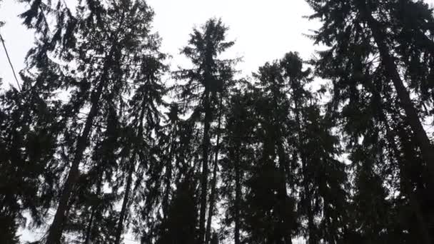 松葉科の針葉樹常緑樹の属であるピチアスプルース 朝鮮半島の針葉樹林 枝や針を発芽させます 冬の強い風の中で枝が揺れる — ストック動画