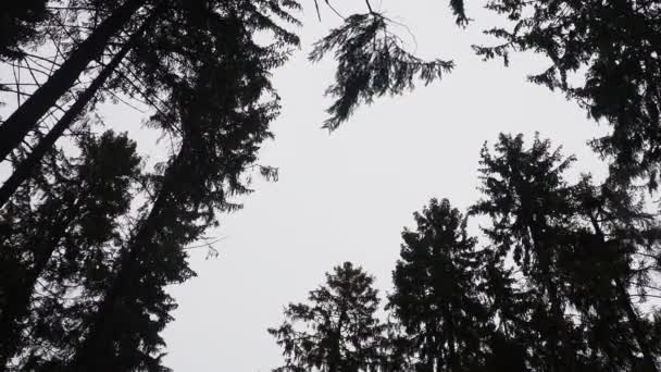 Picea Spruce Γένος Κωνοφόρων Αειθαλών Δέντρων Της Οικογένειας Pinaceae Δάσος — Αρχείο Βίντεο