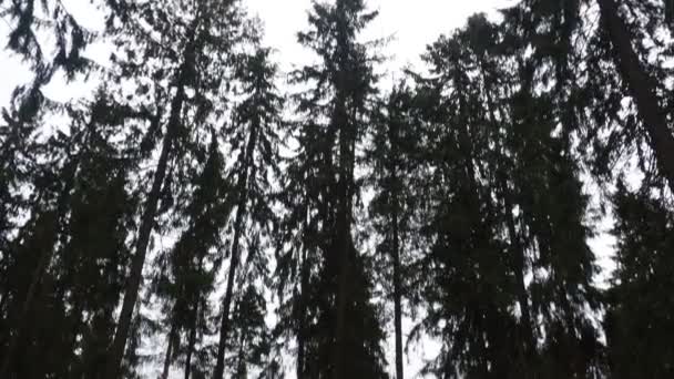 Picea Spruce Genus Coniferous Evergreen Trees Pine Family Pinaceae Coniferous — Stock Video
