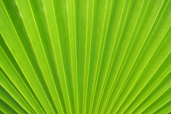 Palm Leaves Texture Shadow Light Palm Leaves Bright Green Yellow Stock Photo