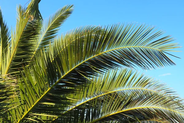 Пальмовые Ветви Против Голубого Неба Солнечная Погода Отпуск Курорте Кокосовый — стоковое фото