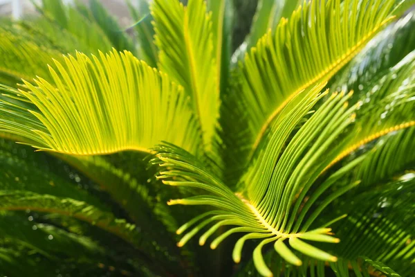 Dlaň Zanechává Texturu Stínem Světlem Palmové Listy Jasně Zelené Žluté — Stock fotografie