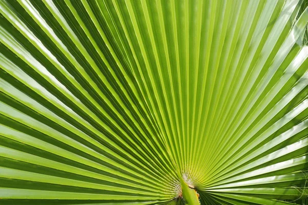 Palma Deja Textura Con Sombra Luz Hojas Palma Color Verde —  Fotos de Stock